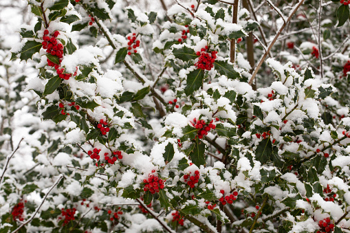 Snow covers small red berries on green holly bush on a sunny winter Christmas morning
