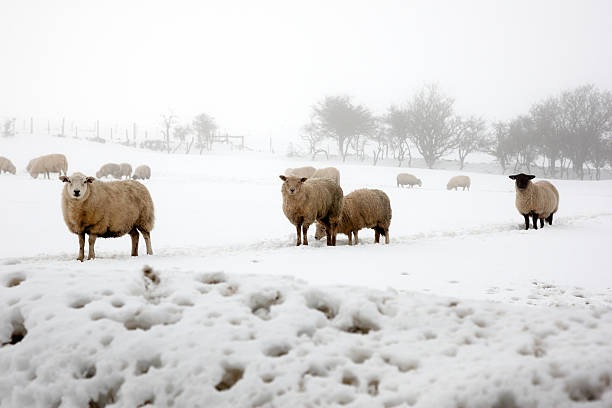 A herd of sheep look at the camera in snowy Devon fields