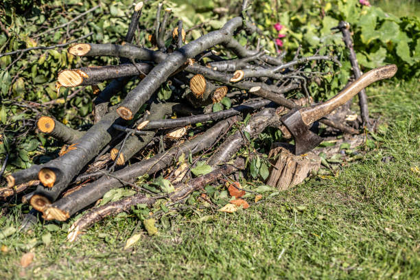 istock Small pile of felled and sawn branches of a tree 1824433607