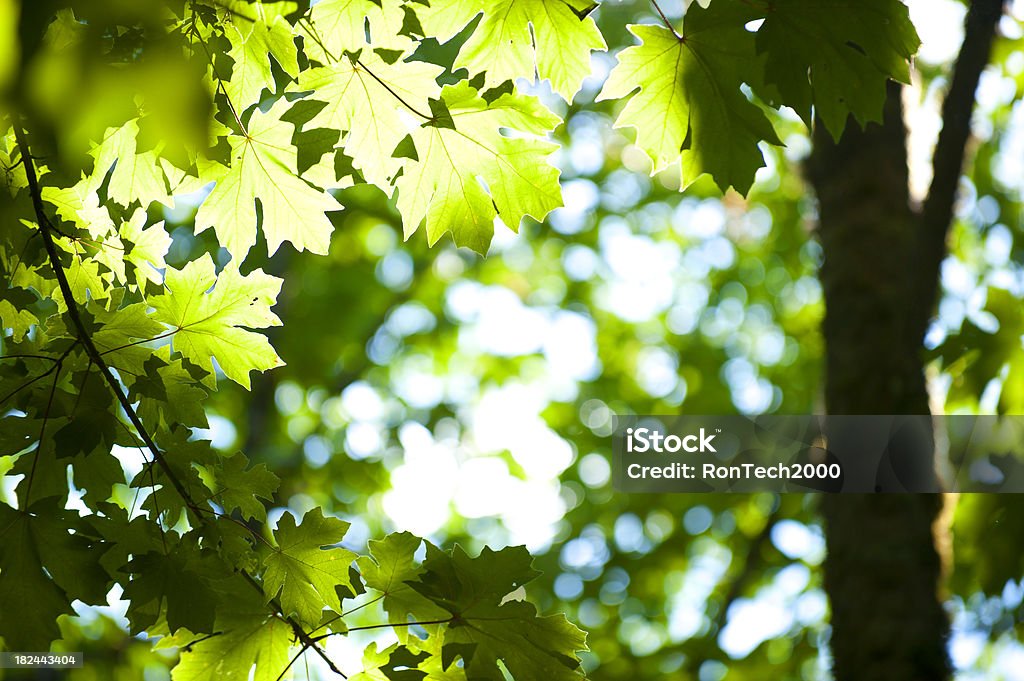 Folhas verdes - Foto de stock de Acer Macrophyllum Pursh royalty-free