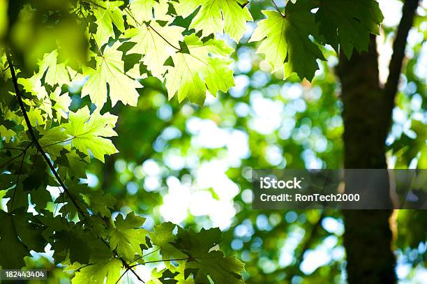 Foto de Folhas Verdes e mais fotos de stock de Acer Macrophyllum Pursh - Acer Macrophyllum Pursh, Alto contraste, Brilhante - Luminosidade