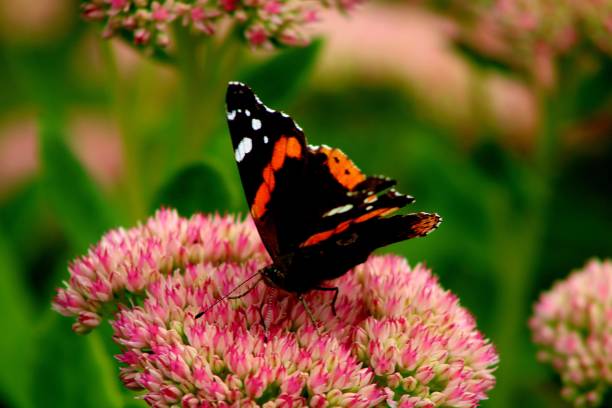 istock Butterfly in the Flowers 1824434671