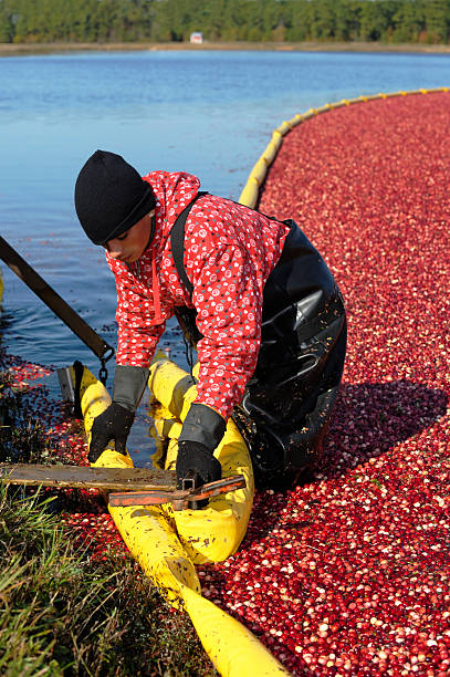 istock Tying up the ring around cranberries 182443488
