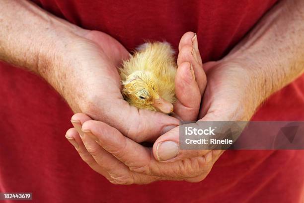 Drying Out Stock Photo - Download Image Now - Animal, Animal Shell, Assistance