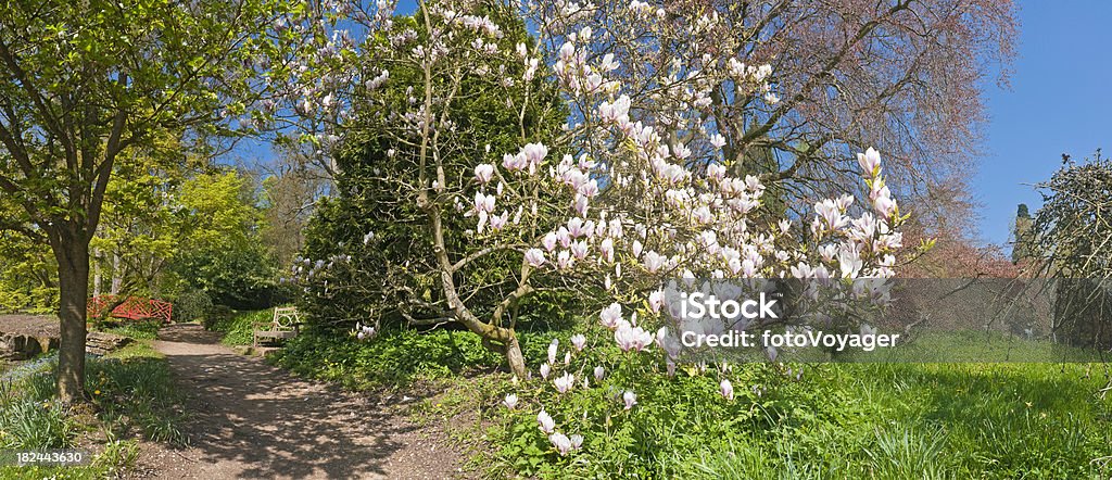 Les jardins idylliques printemps fleur de magnolia rose fleurs sur la verdure luxuriante - Photo de Bois libre de droits