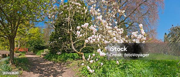 Sielskie Ogrody Różowy Kwiat Magnolii Wiosna Kwiaty Bujne Zielone Liście - zdjęcia stockowe i więcej obrazów Lasek