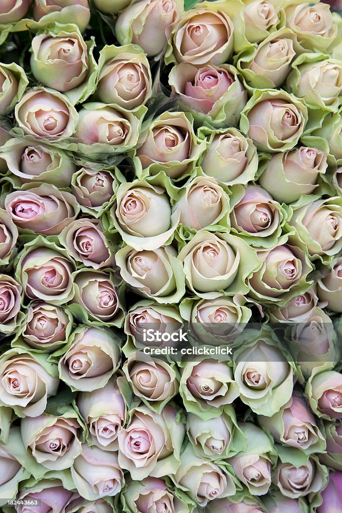 Roses Roses at the flower market. Bed Of Roses Stock Photo