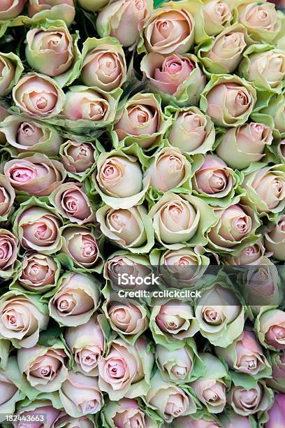 Roses Stock Photo - Download Image Now - Bed Of Roses, Bunch of Flowers, Color Image