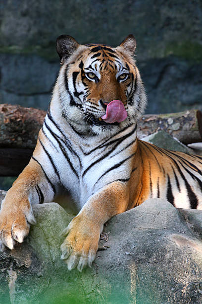 istock Tiger show tongue 182443735