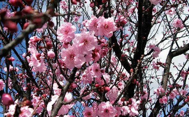 Cherry blossom on the blue sky background