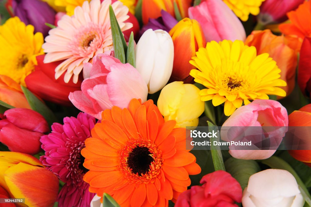 Tulpen und Gänseblümchen! - Lizenzfrei Bildhintergrund Stock-Foto