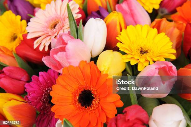 Tulpen Und Gänseblümchen Stockfoto und mehr Bilder von Bildhintergrund - Bildhintergrund, Blume, Blume aus gemäßigter Klimazone