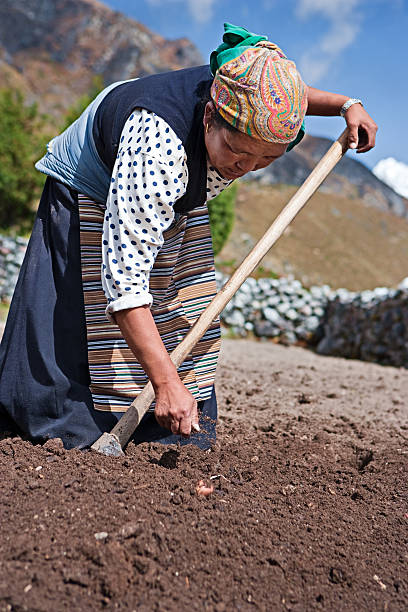 istock Nepali woman working in the field 182443807