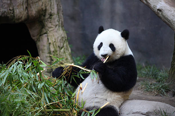 パンダ喜んで食べる竹 - panda giant panda china eating ストックフォトと画像