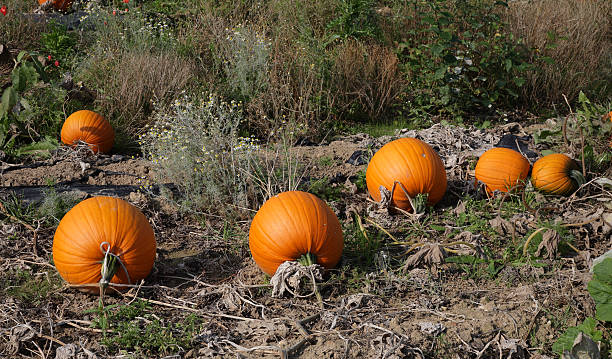 Pumpkins on the field stock photo