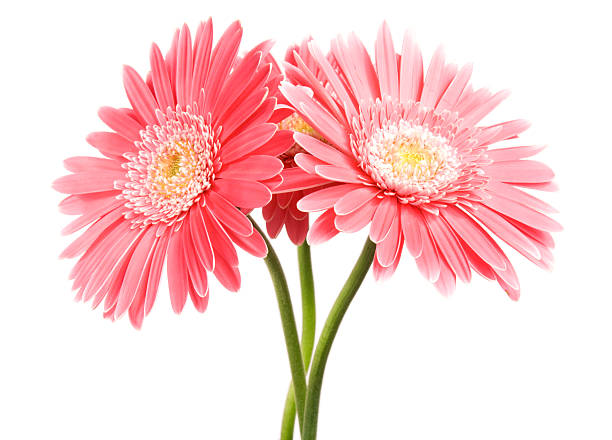 istock Red fowers on white background. 182444122