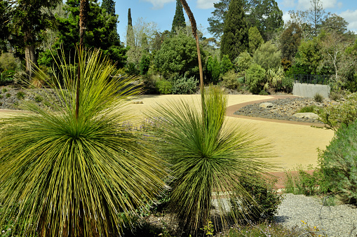 Low water public garden in Geelong, Australia, with grass trees (Xanthorrhoea johnsonii) in the foreground