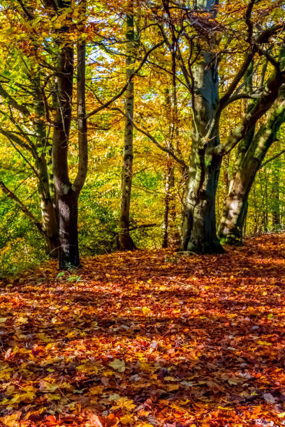 A path through autumn woodland scenery with falling autumn leaves.