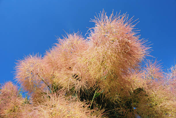 istock European smoketree or smoke tree (Cotinus coggygria) 182444356
