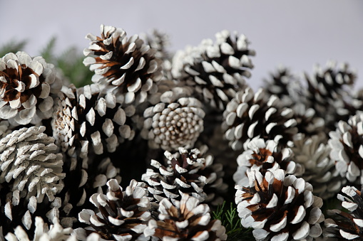 spruce cone with open scales, natural texture background