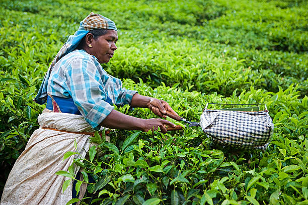 istock Woman harvesting tea leaves 182444457
