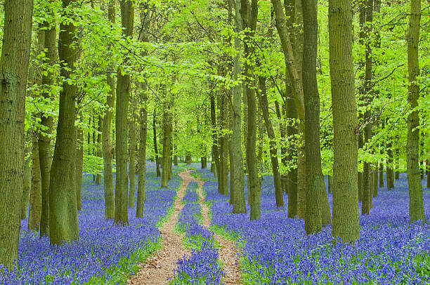 istock Path winding through a carpet of bluebells in a forest 182444600