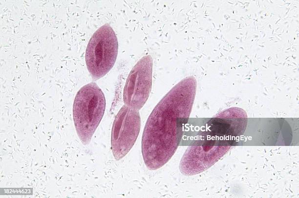 Paramecium Nella Fissione - Fotografie stock e altre immagini di Paramecio - Paramecio, Fissione binaria, Organismo unicellulare