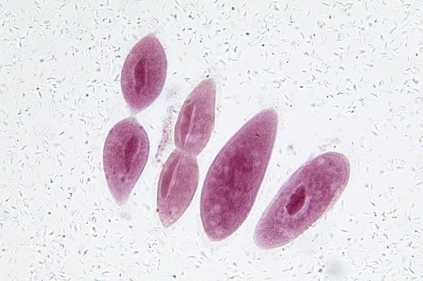 짚신벌레 in fission - paramecium 뉴스 사진 이미지