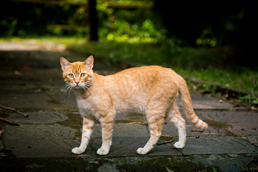 Alley ginger  cat looking at camera 