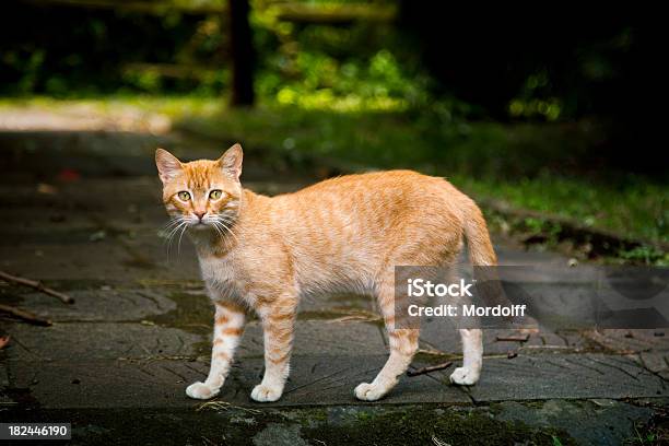 Foto de Alley Gengibre Gato Em Park e mais fotos de stock de Amarelo avermelhado claro - Amarelo avermelhado claro, Animal, Animal de estimação