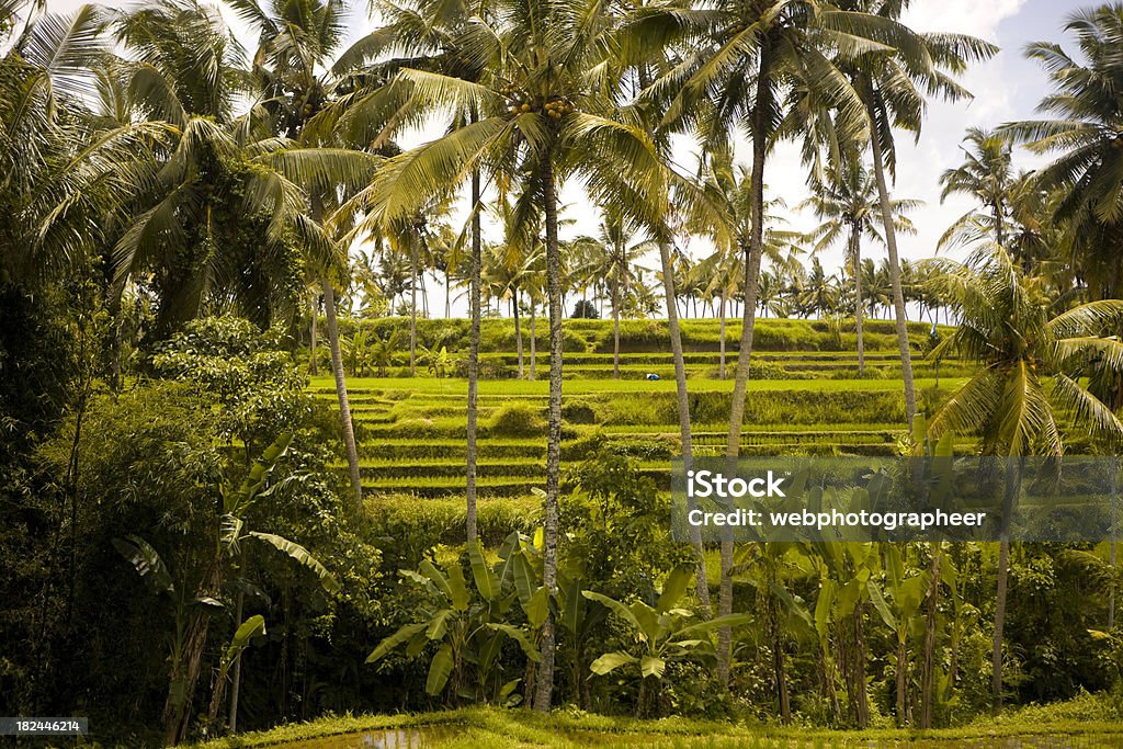 Bali Krajobraz - Zbiór zdjęć royalty-free (Bali)