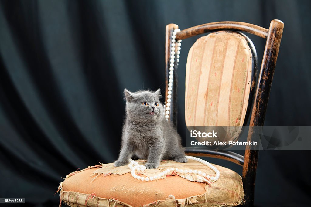 Brytyjski Kot - Zbiór zdjęć royalty-free (Ciemny)