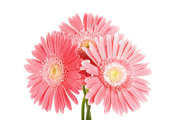 istock Red fowers on white background. 182446284