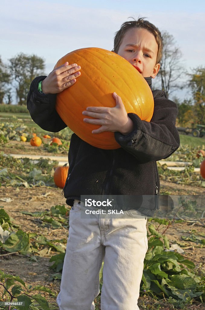 Boy with heavy pumpkin 7 year old boy carrying a heavy pumpkin through a pumpkin patch. 6-7 Years Stock Photo