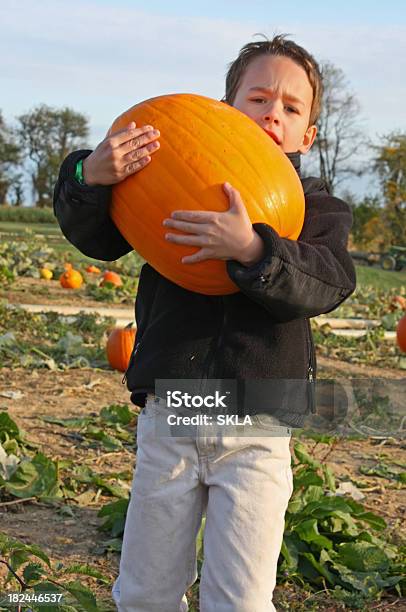 Boy With Heavy Pumpkin Stock Photo - Download Image Now - 6-7 Years, Activity, Agricultural Field