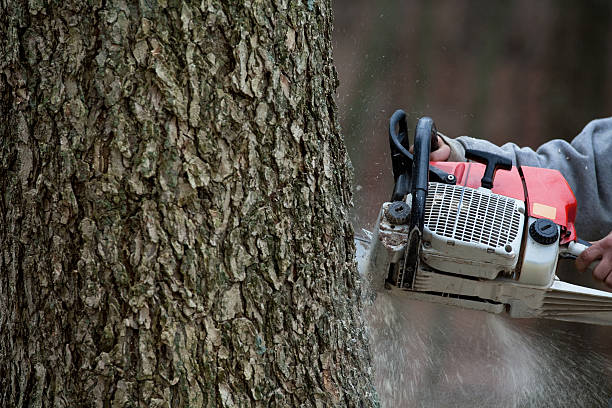 istock Close-up of chain saw cutting down a large ash tree 182446560