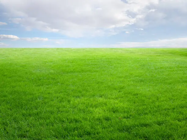 "Horizontal brightly lit photo of summer landscape with grass field, sky, and clouds. Focus on foreground."