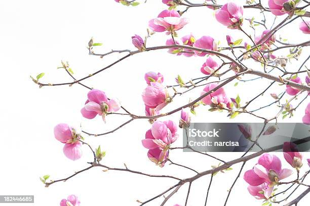 Magnolias Große Kollektion Bitte Überprüfen Stockfoto und mehr Bilder von Ast - Pflanzenbestandteil - Ast - Pflanzenbestandteil, Blatt - Pflanzenbestandteile, Blume