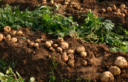 Recent harvest potatoes vary in size and collor are covered in soil, near wicker basket and shovel. Outdoor rustic theme