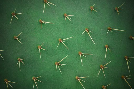 Close up of cactus spikes.