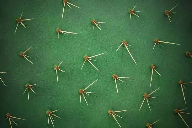 Photo of Cactus spikes