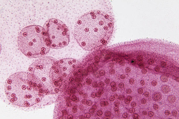 volvox - algae diatom high scale magnification micro organism imagens e fotografias de stock