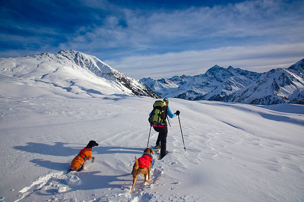 A man and his dogs snowshoeing on a mountain stock photo