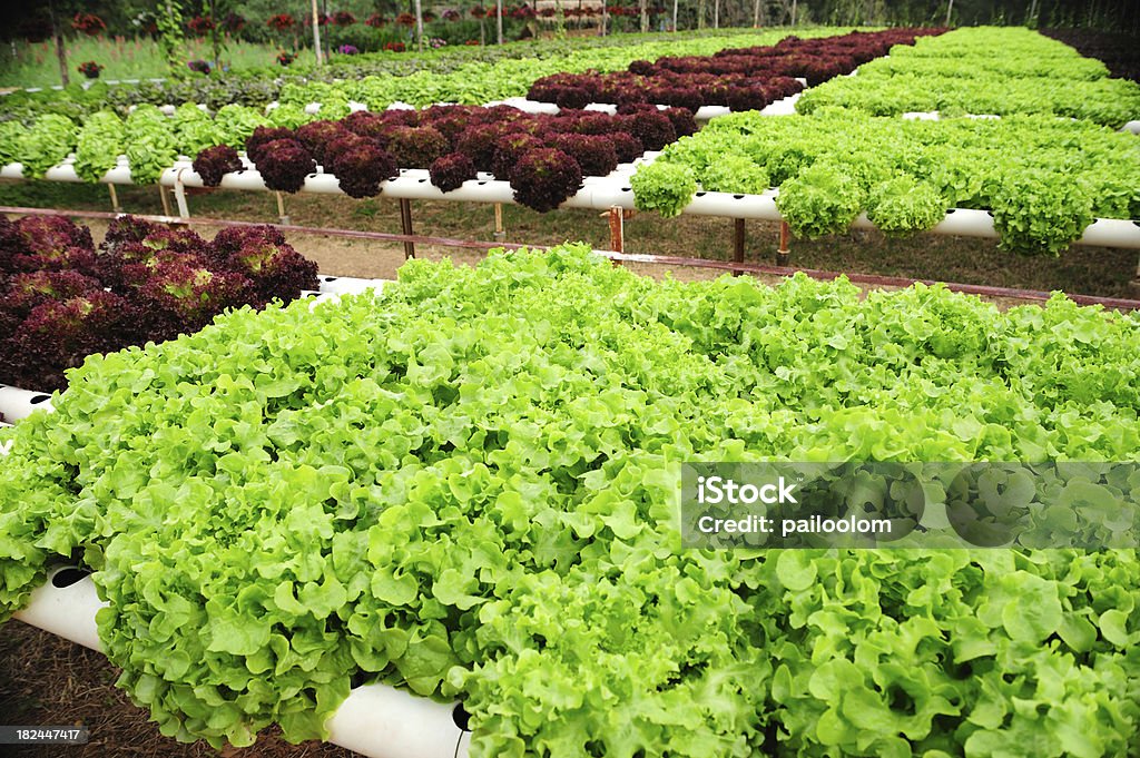 Culture hydroponique de légumes - Photo de Agriculture libre de droits
