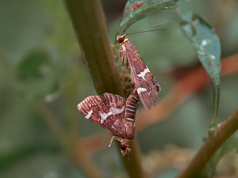 Spoladea recurvalis, the beet webworm moth or Hawaiian beet webworm moth, is a species of moth of the family Crambidae.