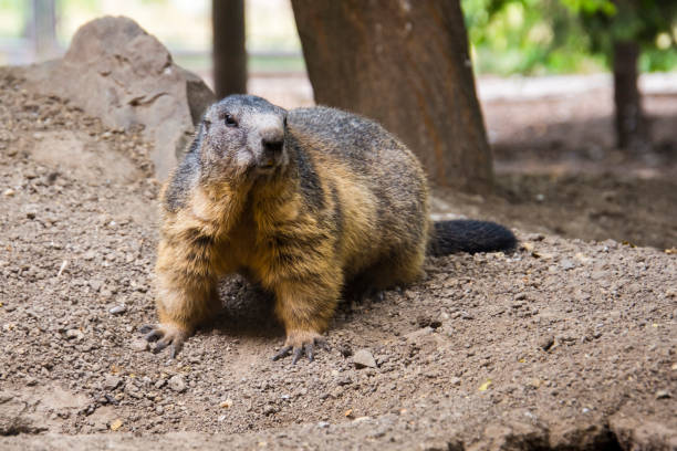istock Alpine marmot on the ground in summer 1824495710