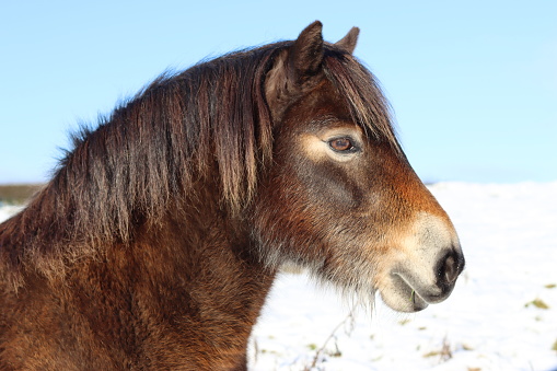 Head shot of an Exmoor pony standing in a snow covered field