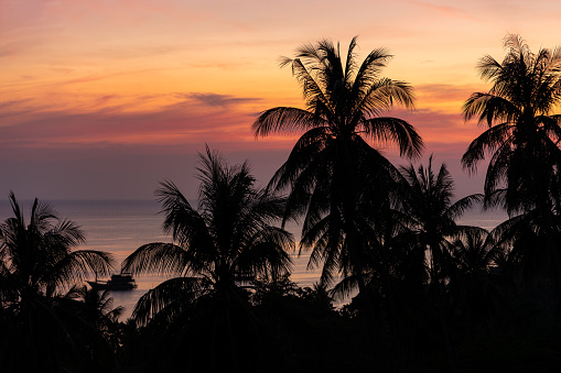 Tropical landscape with palm trees silhouettes against colorful pink and orange romantic sky during sunset on Koh Tao island