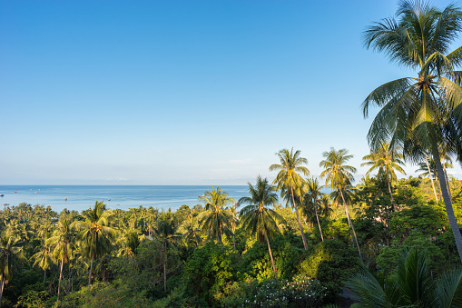 Tropical calm landscape with palms on Koh Tao island in Thailand in the morning. High angle view on sea horizon, clear blue sky and green palm trees grove. Copy space