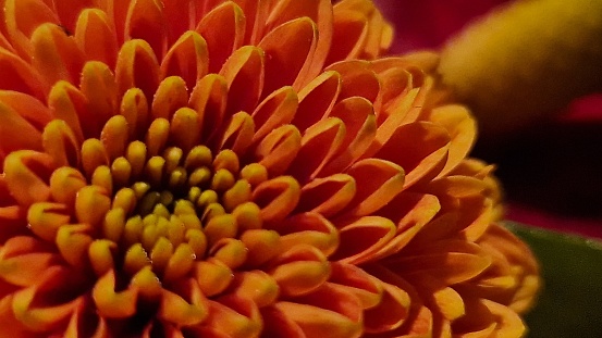 Close up of orange chrysanthemum